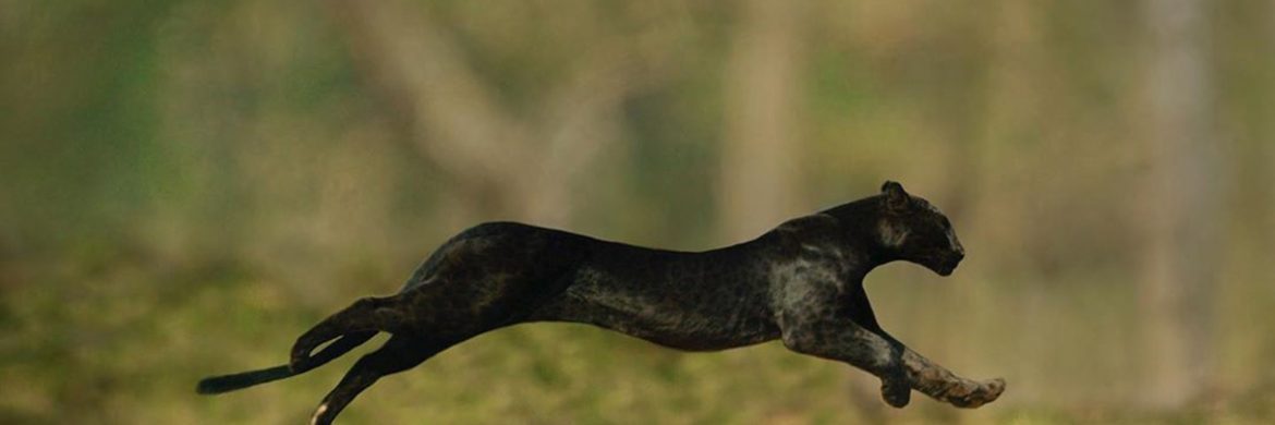 Black Panther