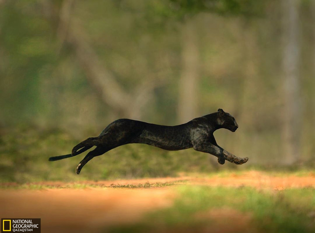 Black Panther