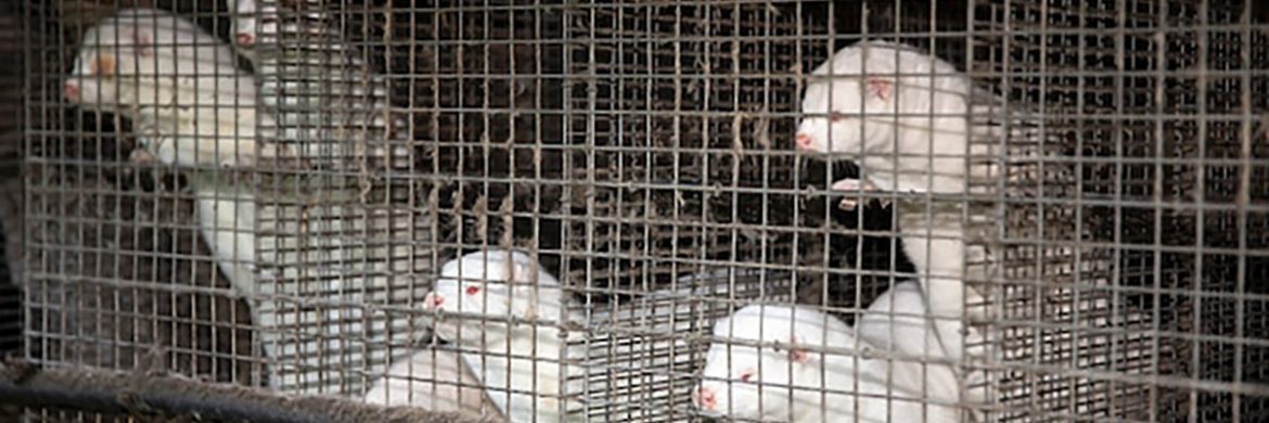 rat